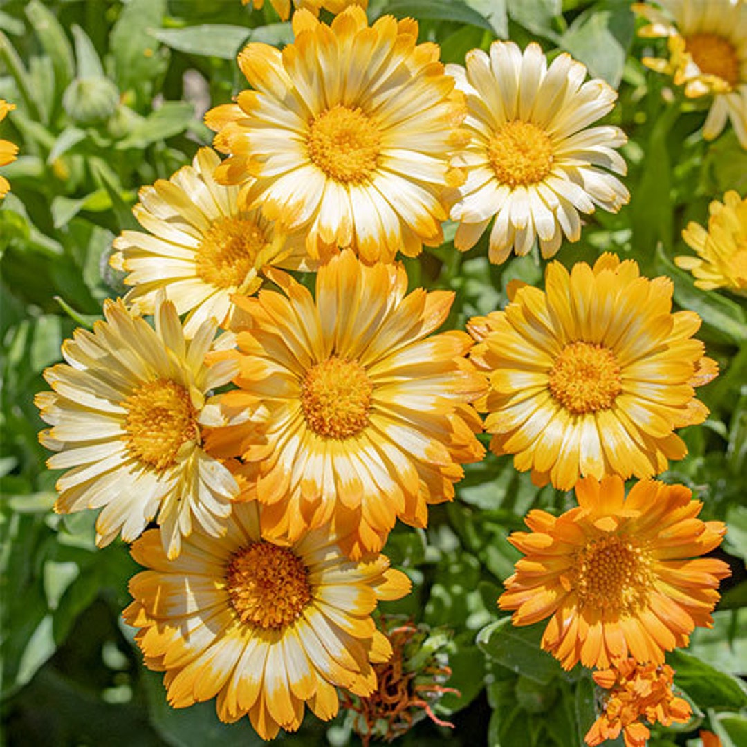 Calendula 'oopsy Daisy' 279 Etsy