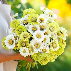 Zinnias Seeds -Fresh Mix #284