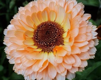 May include: Close-up of a vibrant calendula flower. The flower features layers of soft peach-colored petals surrounding a dark brown center. The petals transition to a lighter yellow towards the center, creating a gradient effect. The background is a blurred green.