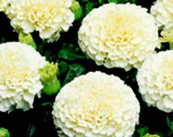 May include: Close-up of several white marigold flowers with a creamy yellow center. The flowers have a layered, ruffled appearance and are surrounded by green foliage. The image is well-lit, highlighting the texture and details of the blooms.