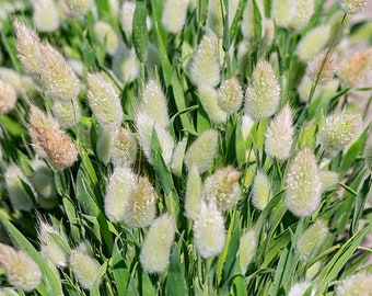 Bunny Tails Grass #292