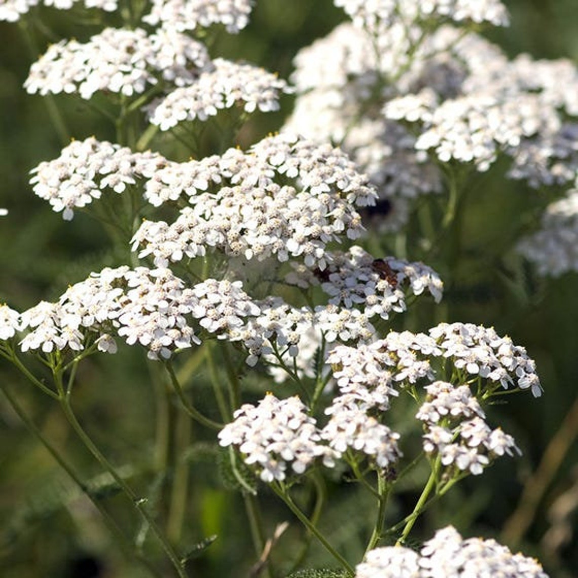 White Yarrow perennial 217 Etsy