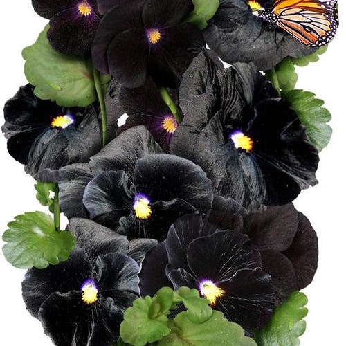 Pansies Clear Crystals Black #257