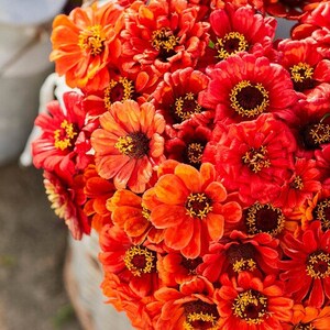 Zinnia Seeds- Oriole #283