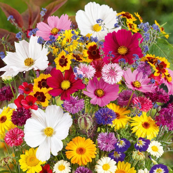 限定100 Flowers of Hope &amp; Field of Flower 1739306777-bb015-