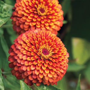 May include: Close-up of two vibrant orange and yellow zinnia flowers in full bloom. The petals are layered, creating a textured appearance. The center of each flower is a deep red, surrounded by yellow. Green leaves are visible in the background.