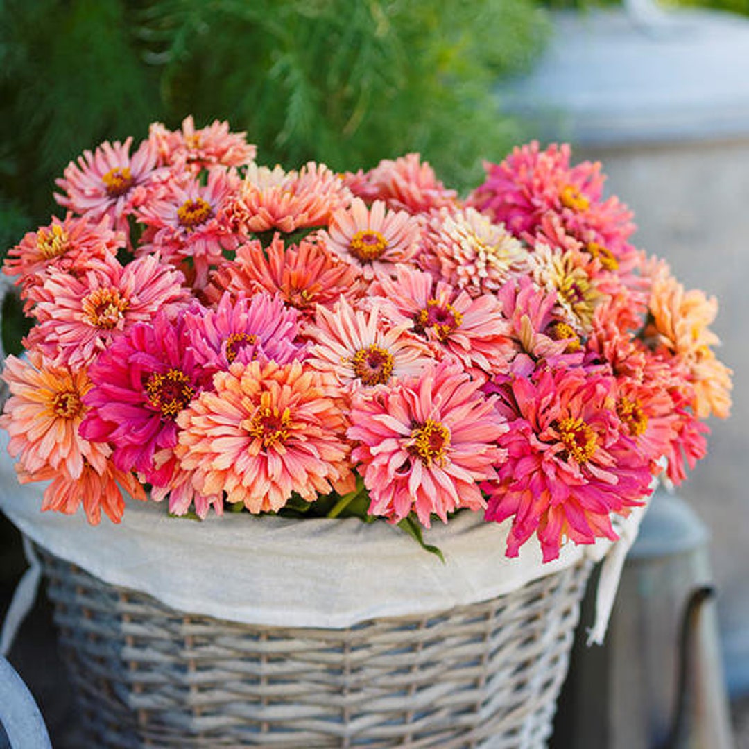 Zinnia Seeds - Cactus Pink Shades #245 - Etsy