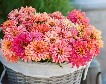 Biancalani 花瓶☆SALE Zinnia Seeds - Cactus Pink Shades #245 - Etsy