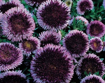 Aster Tall Pompon Blue Moon #311