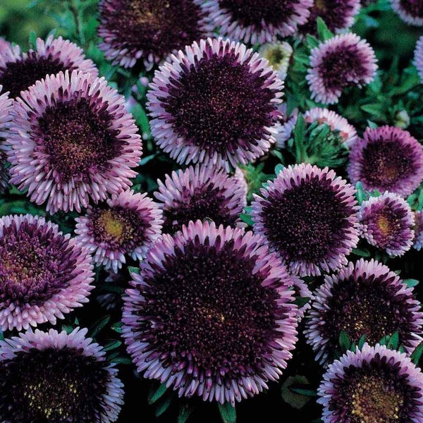 Aster Tall Pompon Blue Moon #311