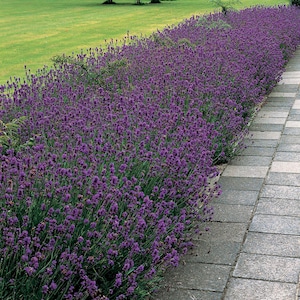 Lavender Munstead  #94