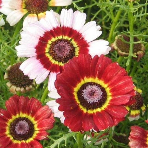 Painted Daisy Seeds #73 - Etsy