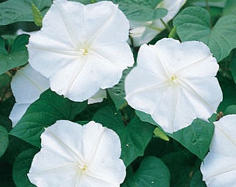 Moonflower Vines  #93