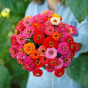 Zinnia Seeds  - Pepito Mix (dwarf) #264