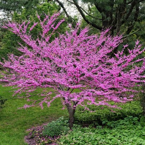 Red Bud Tree Seeds #341