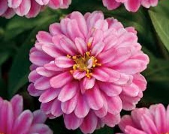 Zinnia Zahara Double Raspberry #139