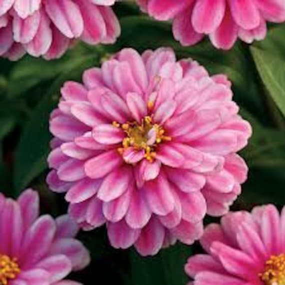 Arizona outlet essentials zinnia