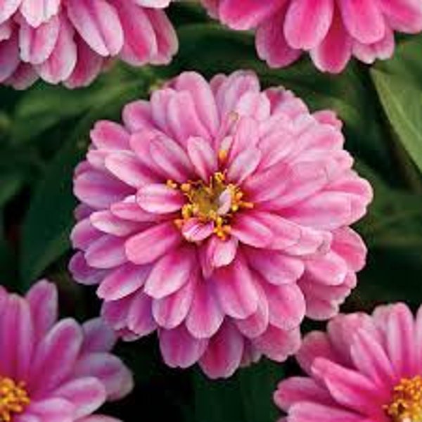 Zinnia Zahara Double Raspberry #139