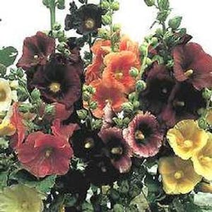 Hollyhock - Indian Springs Mix (Perennial)  #72