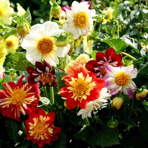 Dahlia Variabilis Dandy #149