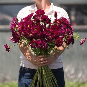 May include: A bouquet of deep burgundy cosmos flowers with green stems.