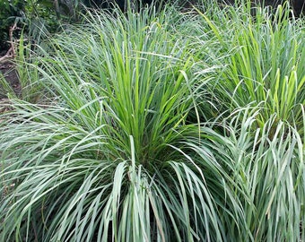 Lemon Grass #219
