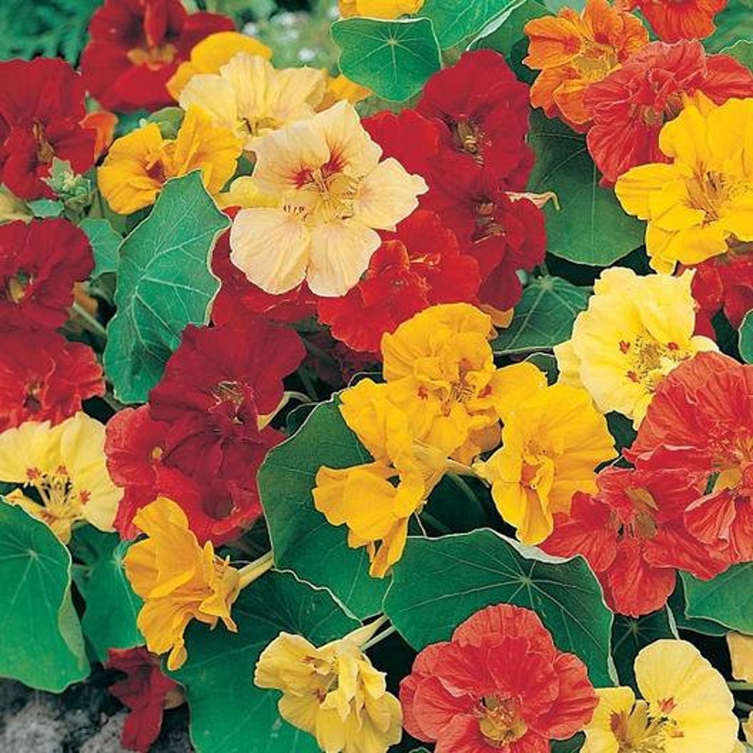Nasturtium dwarf Jewel Mix 234 Etsy