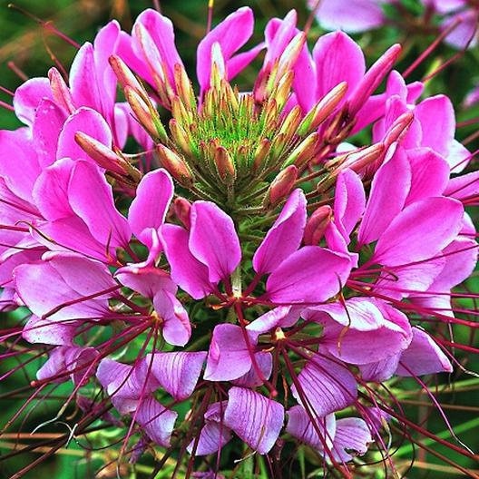 Cleome Seeds-Mauve Queen #298