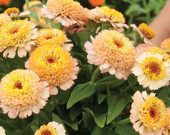 Zinderella Peach Zinnia  #37
