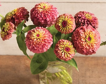 Zinnia - Queen Red Lime  #44