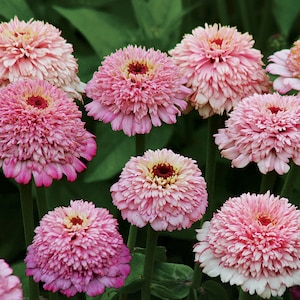 Zinderella Lilac Zinnias  #33