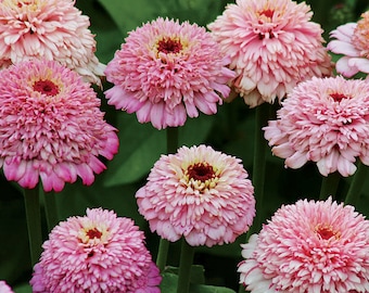 Zinderella Lilac Zinnias  #33