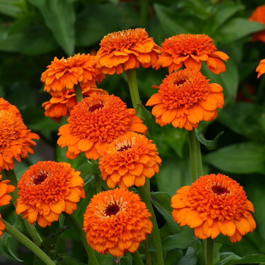 Zinderella Orange Zinnia  #35