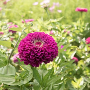 May include: A vibrant magenta zinnia flower with a ruffled center blooms in a field of green foliage.