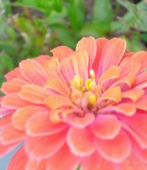 Supreme Zinnias - Salmon/coral #13 - Etsy