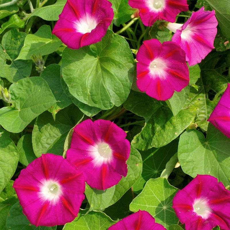 Seeds Scarlett O/'Hara Morning Glory Climbing Vines 30