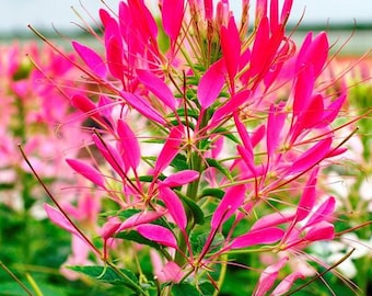 Cleome Seeds - Cherry Queen #210