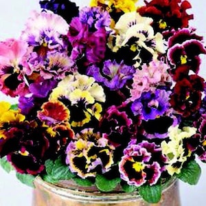 May include: A bouquet of colorful pansies in shades of purple, pink, yellow, red, and white. The pansies have ruffled petals and dark centers.