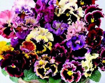 Pansy Ruffled Feather Mix 347