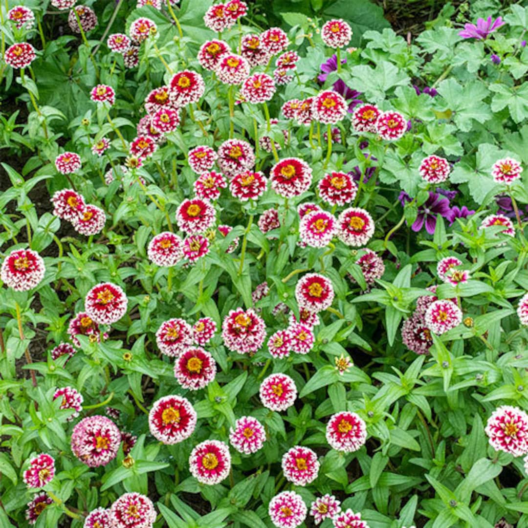 Zinnia Jazzy Red #289 - Etsy