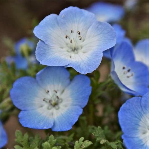 Baby Blue Eye Seeds #207