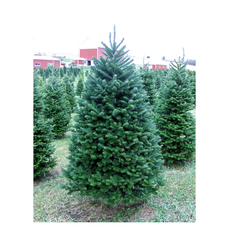 May include: A lush, full, dark-green Fraser fir Christmas tree stands prominently in a field of similar trees. The tree's branches are densely packed with needles, creating a full, symmetrical shape.  In the background, red barns and a tree farm are visible under a cloudy sky. The overall setting suggests a Christmas tree farm, showcasing the quality and size of the trees available.