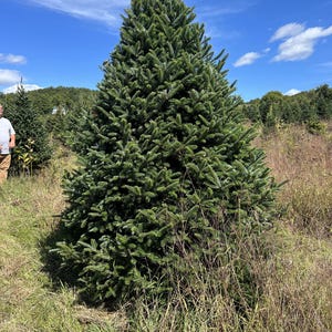 Real Christmas Trees Delivered 7 Foot Premium Fraser Fir