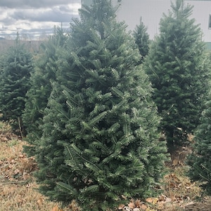 Real Christmas Trees Delivered 4 Foot Premium Balsam Fir Christmas Tree