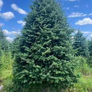 Real Christmas Trees Delivered 8-9 Foot Premium Fraser Fir