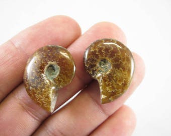 25 mm Ammonite paire - Madagascar. Ensemble assorti de Fibonacci spirale fossile coquillage poli roche et minéral spécimen de guérison pour les bijoux. M6205