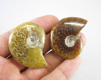45 mm Ammonite paire - Madagascar. Ensemble de grande Fibonacci spirale fossile coquillage poli roche et minéral spécimen de guérison pour les bijoux. M6212