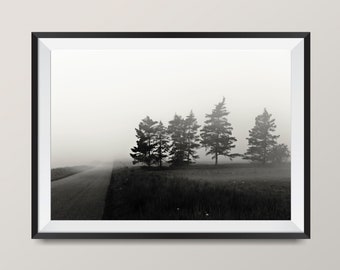 Pine Tree Photography • Black and White Photography • Landscape Printable Fine Art Print • Nature Picture • Minimal Photo • Trees in Fog