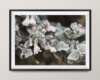 Frozen Flowers Photography Art • Close Up Nature Photo Print • Limited Edition Botanical Art • Fine Art Wall Decor • Boho Winter Print •