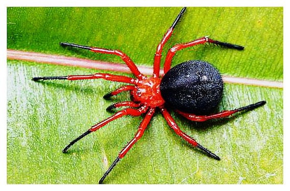 Red & Black Wandering Spider Model - Etsy